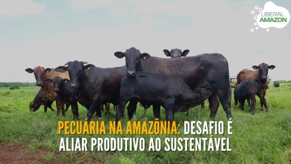 Pecuária na Amazônia: desafio é aliar produtivo ao sustentável