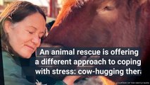 This Animal Rescue Farm Lets You Hug Cows, Cuddle Turkeys, and Give Belly Rubs to Pigs to