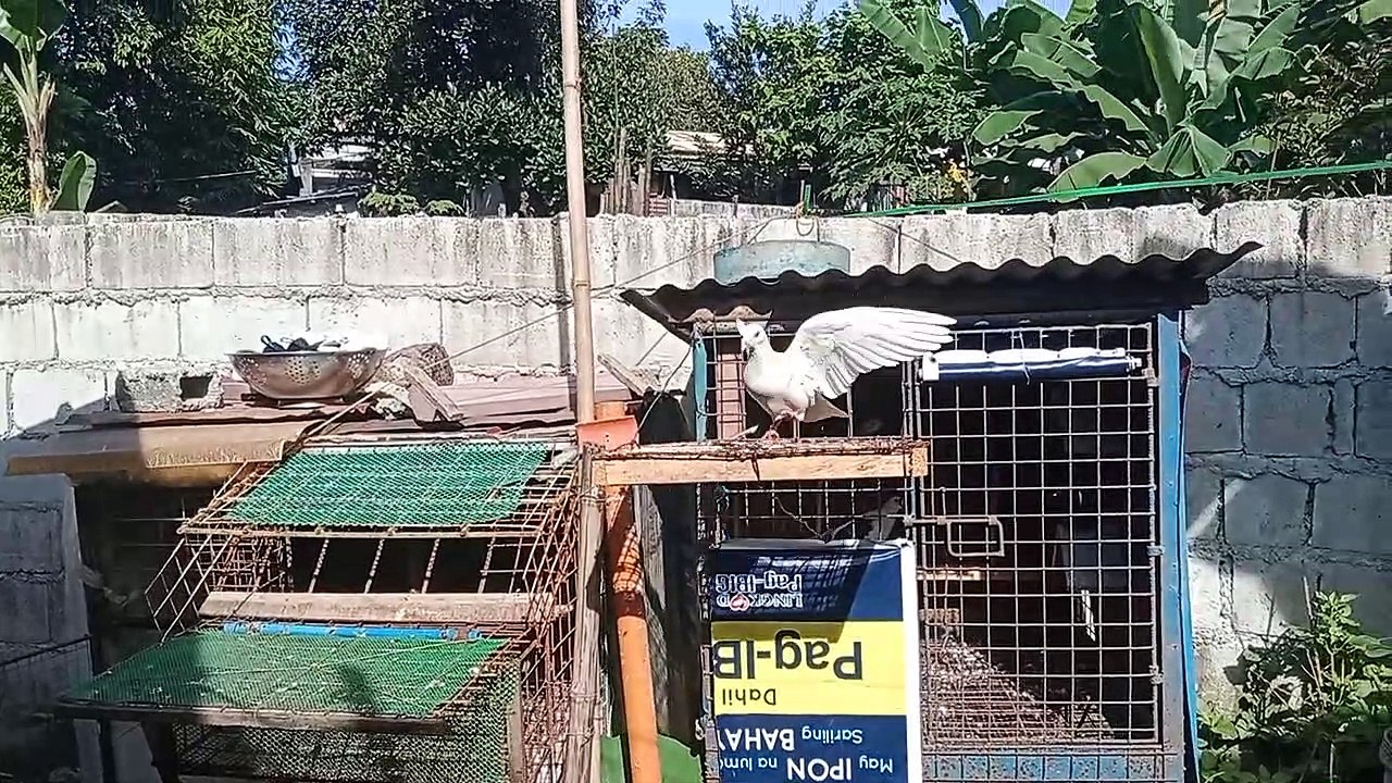 Kalapati muna tayu mga lods