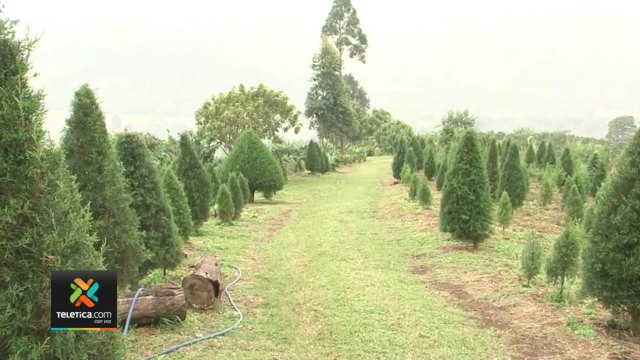 tn7-venta de árboles navideños naturales se mantiene baja según productores-031221