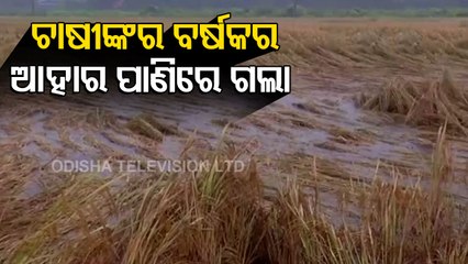Cyclone Jawad || Rains Cause Damage To Crops In Kendrapara
