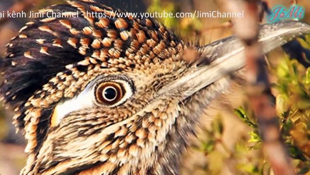 [4k] Chim Chẹo Đất & Khả Năng Chạ Nhanh Đến Không Tưởng