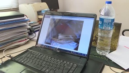 Tropikal suların kırmızı lagos balığı Antalya'da yakalandı