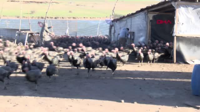 YILBAŞI HİNDİSİ 300 LİRA