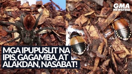 Mga ipupuslit na ipis, gagamba, at alakdan, nasabat sa Colombia | GMA News Feed