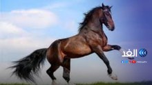 لأسباب قد تذهلك.. الخيول العربية مهددة وفي خطر!