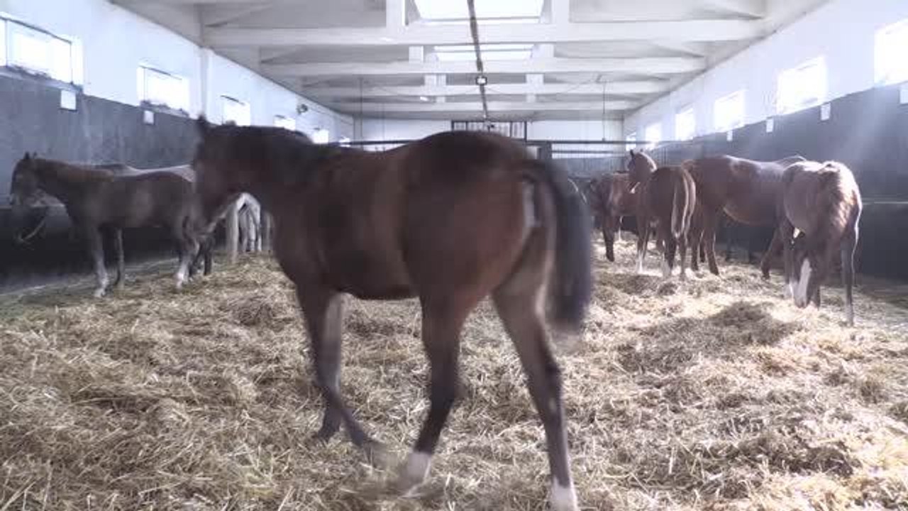 ESKİŞEHİR - Arif Çavuş ömrünün 25 yılını geçirdiği taylardan ayrı kalamıyor