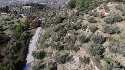 Urla'da elde edilen zeytinyağında "enginar aroması"