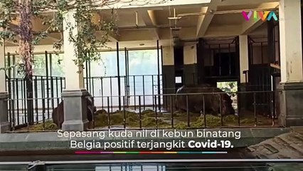Sepasang Kuda Nil di Belgia Positif Covid-19