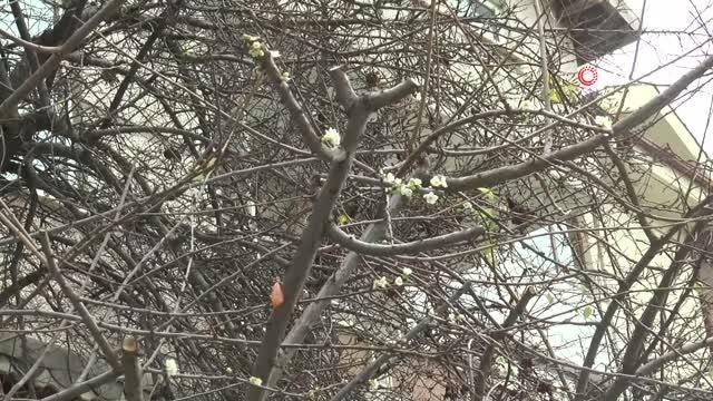 Aralık ayında erik ağacı çiçek açan erik ağacı görenleri hayrete düşürdü
