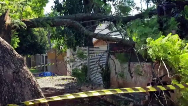 Árvore cai e destrói telhado de uma residência no Bairro Maria Luiza