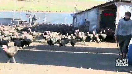 Yılbaşı hindileri satışta