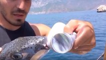 Tenekeyi bıçak gibi kesip attı! İşte Türkiye sahillerini istila eden balığın çene gücü