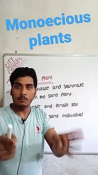 Monoecious plants | monoecious plants in Hindi | monoecious plants biology | what is monoecious plants #cityclasses