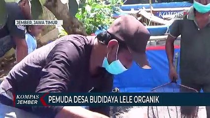 Pemuda Desa Sukses Budidaya Ikan Lele dengan Pakan Organik