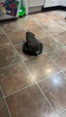 Rabbit Rides Around on Robot Vacuum