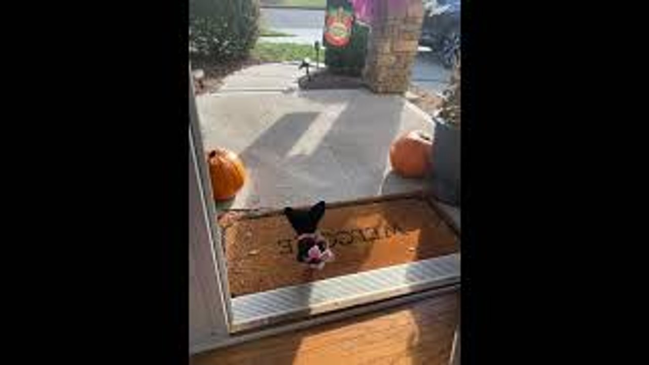 Happy Two-Legged Puppy