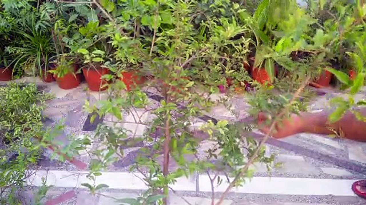 Pomegranate Bonsai Repotting - 4 year Old