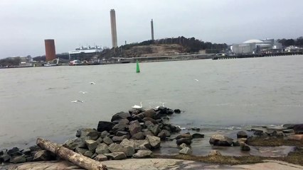 طير ياطير السعد. Beautiful natural