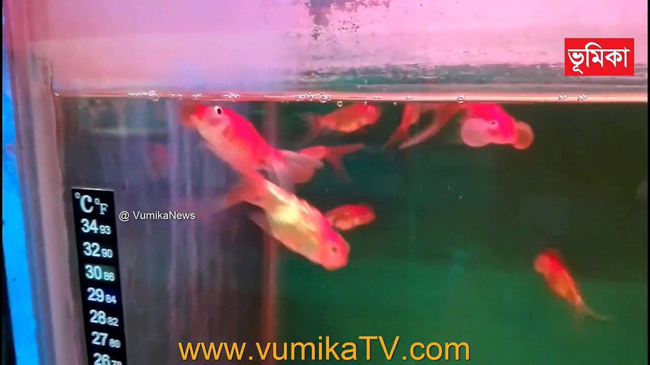 Aquarium Fish | Farming colored fish aquarium | Beautiful Coral Reef Fish | Vumika TV