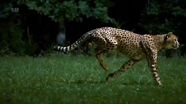 Le super ralenti d'un guépard courant à 96km/h filmée à 1200 images/seconde