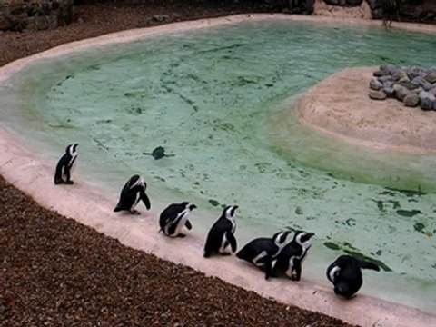 Pingouins in Zoo London