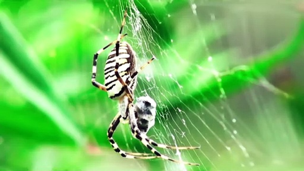 Close-Up Video Of Spider On A Web