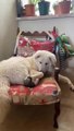 Dog And Cat Play With Each Other While Cuddling Together On a Chair