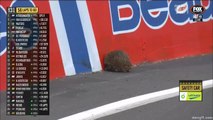 V8 Supercars 1000 km Bathurst 2021 Echidna Safety Car