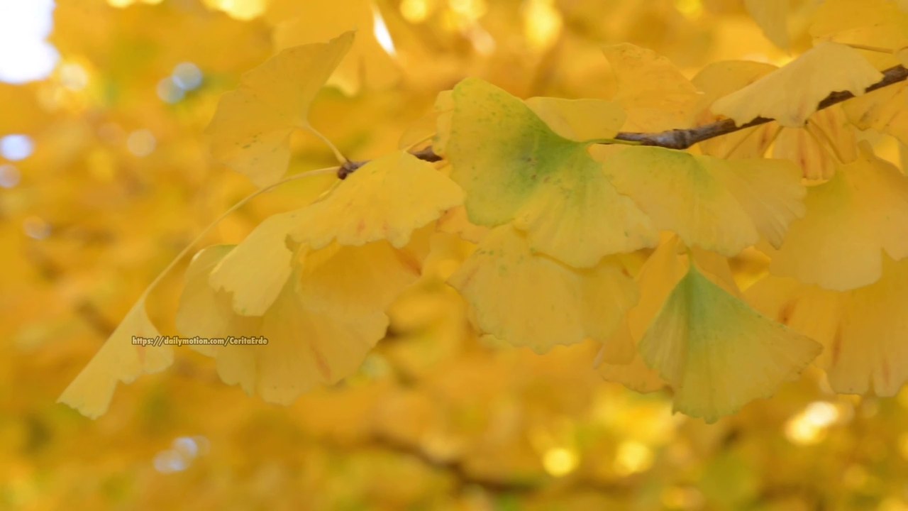 4K Autumn Colors  Ginkgo Biloba イチョウ（　銀杏　)