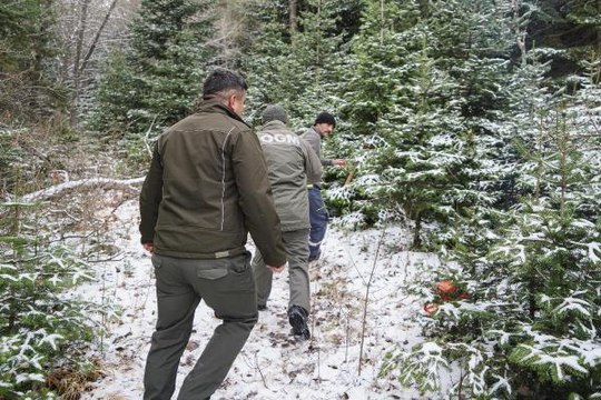 Yılbaşı öncesi kaçak çam ağacı kesimine sıkı denetim