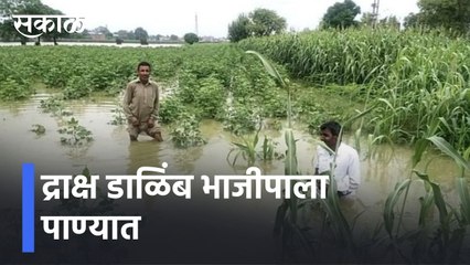 Sangli Heavy Rain l द्राक्ष डाळिंब भाजीपाला पाण्यात, सांगलीतील शेतकऱ्यांना मोठा फटका l Sakal