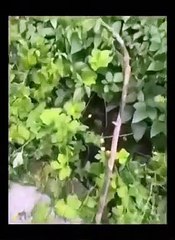 Good old time |Fact |Meme |Funny video |Video lucu