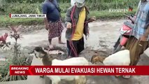 Diimbau untuk Evakuasi ke Posko, Warga Terdampak  Erupsi Gunung Semeru Sempatkan Bawa Hewan Ternak