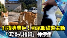 討摸專業戶！燕尾服貓超主動 「沉浸式擼貓」神療癒｜Petting Street Cats