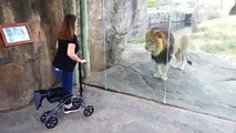 This Lion really wants her scooter...Really can ride?