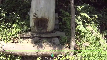 Características de la avispa asiática