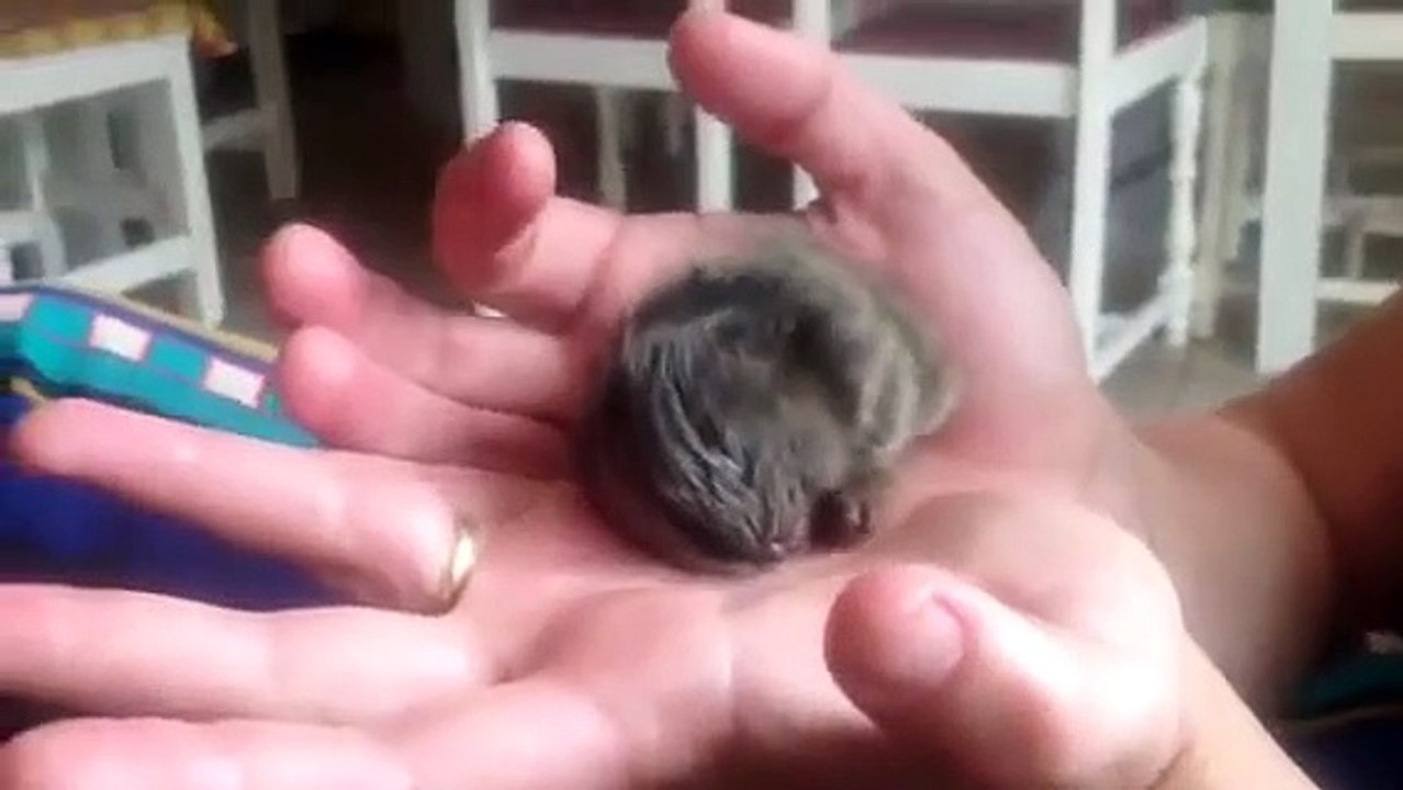 The cutest monkey ever!!!