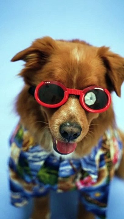 Catch this puppy's swag as it flaunts its glasses in style!