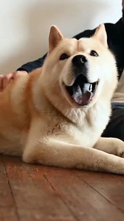 This dog seems too obsessed with its owner's massage therapy!