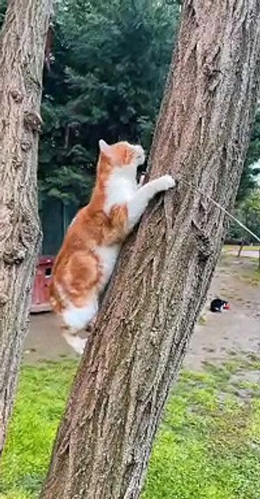 Cat Playing on a Tree Trunk