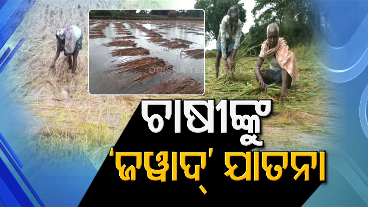 Cyclone Jawad Impact- Odisha Farmers Face Brunt Of Unseasonal Rainfall