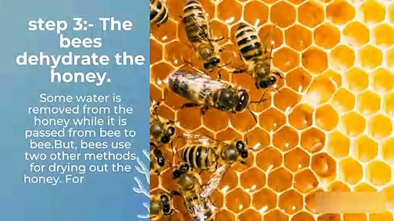 How honey is made by bees.