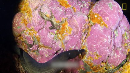 Les îles Selvagens, un trésor sous-marin inégalé en Europe