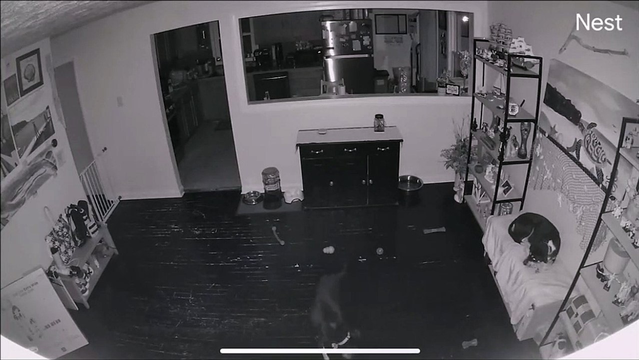 Ce chien très malin vole la place de son pote d'une façon géniale