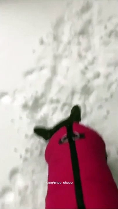 Ce chien déteste la neige