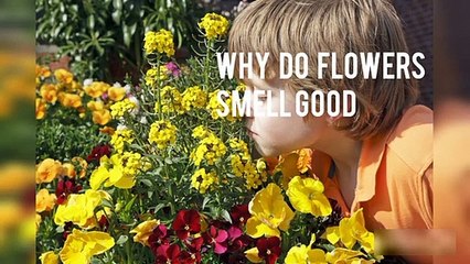 Why do flowers smell good.