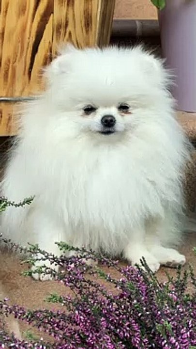 A Furry Dog For A Pet Lover