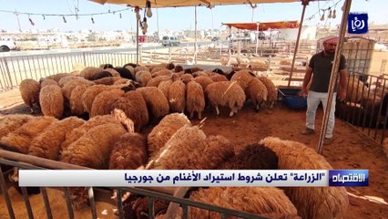 "الزراعة" تعلن شروط استيراد الأغنام من جورجيا 