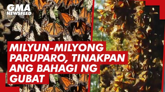 Milyun-milyong paruparo, tinakpan ang bahagi ng gubat | GMA News Feed
